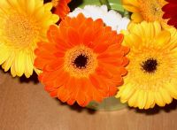 May 11, 2003 - The Iebe flower